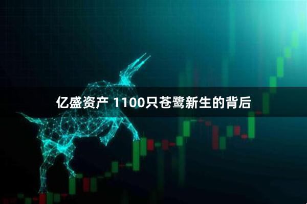 亿盛资产 1100只苍鹭新生的背后